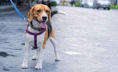 Во Франции с помощью ДНК будут искать хозяев собак, которые не убирают за своими домашними любимцами