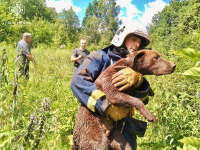 Собаку спасли из 10-метрового колодца на Харьковщине бойцы ГСЧС (фото)