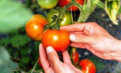Ведра будут полными: чем нужно подкормить помидоры в июле. Урожай вас удивит