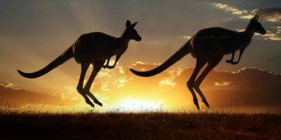 Нас спасут кенгуру. Австралийский ученый разработал революционный имплант для человеческих коленей