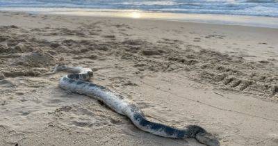 "Какое чудовище": из океана выползла огромная ядовитая морская змея (фото)