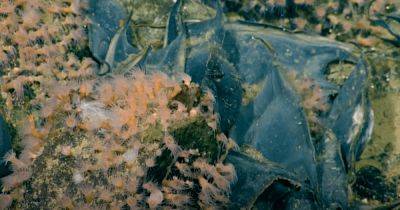 Древний подводный вулкан все еще "живой" и покрыт миллионом гигантских яиц: что обнаружили ученые (фото)