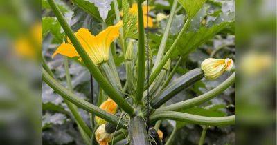 «Чайники» на даче: пять овощей, которые сможет вырастить даже новичок-огородник
