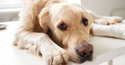 Ученые выяснили, какие породы собак сильнее страдают от боли: ответ может удивить - focus.ua - США - Украина - шт.Северная Каролина