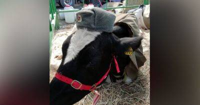 Волонтёры из Бурятии объявили сбор денег на корову для своих солдат