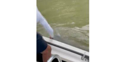 Рыбак мыл руки с лодки после удачного улова и его неожиданно атаковал хищник (видео)