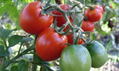 По одному ведру с каждого куста: вот что нужно сделать с помидорами, чтобы урожай вас удивил