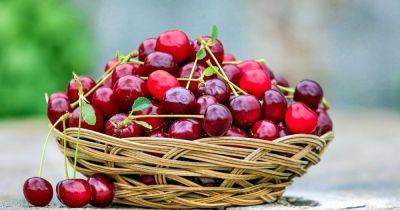 Хороша для пищеварения, сердца и сна: в чем польза вишни
