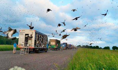 В Чехии 30 тыс. почтовых голубей поучаствовали в гонке через всю страну: красивое видео - vinegret.cz - Польша - Чехия - Катовице