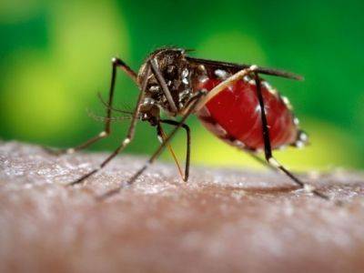 Во Флориде все еще вспышка малярии, уже зафиксировано 7 случаев