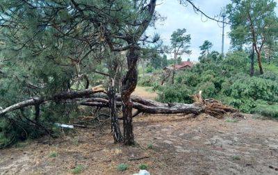 Из-за урагана и ливня: в одном из парков Николаева упали почти 30 деревьев