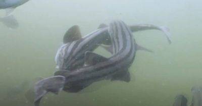 Похоже на драку. Ученые впервые сняли спаривание особенного вида акул в океане (видео) - focus.ua - Украина - Намибия