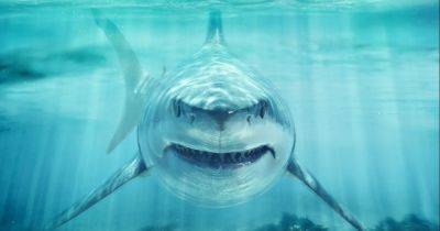 Челюсти возвращаются. Стоит ли опасаться акул этим летом, после нападений в Египте и Австралии