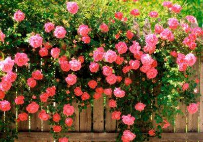 Роза не цветет – как правильно ухаживать за розами, чтобы было больше бутонов