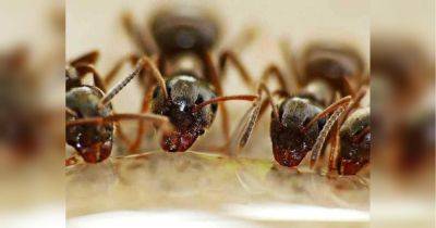 Муравьев разъедает прямо на глазах: реально работающий способ избавиться от надоедливых насекомых (видео)