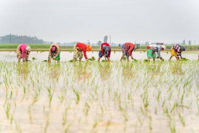Цены на рис взлетят из-за запрета Индии на экспорт
