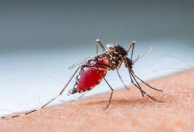 ВОЗ предупреждает о возможном рекорде случаев лихорадки денге на фоне глобального потепления - unn.com.ua - Украина - Киев - Боливия - Аргентина - Женева - Парагвай