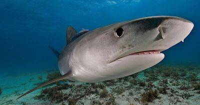 Плавают кругами: "кокаиновые акулы" бушуют у побережья, питаясь наркотиками в воде