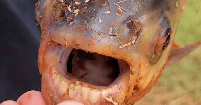 Охота на паку: в США мальчик поймал странную рыбу с "человеческими зубами" (фото)