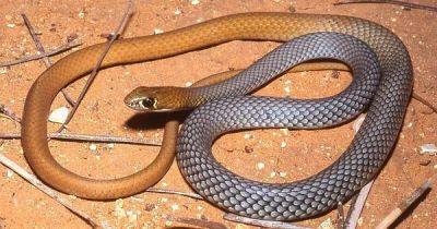 На одну опасность больше: в Австралии обнаружили новый вид ядовитых и очень быстрых змей (фото)