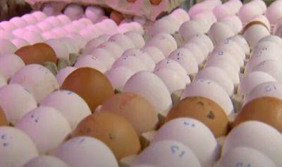 Александр Хмелевский - Цены на яйца в Украине начали стремительно расти: чего ждать к осени, мнение экспертов - politeka.net - Украина