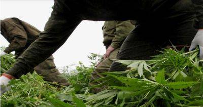 В Согде за месяц выявлено 14 фактов наркопреступлений