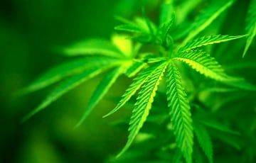 Гана предложила России вместе выращивать марихуану