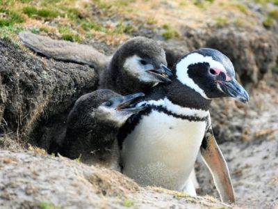 Около 2000 пингвинов нашли мертвыми на побережье Уругвая