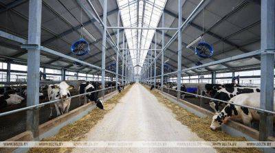 Каждая вторая молочно-товарная ферма в Беларуси является высокотехнологичной