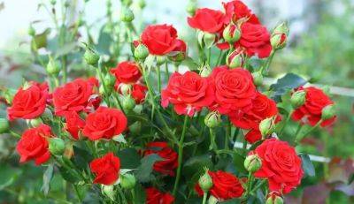 Всего три натуральных удобрения: подкормите ими розы и вы будете удивлены бутонам