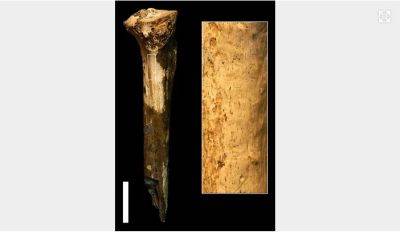 Ученые снова назвали предков людей каннибалами - obzor.lt - Кения - Найроби
