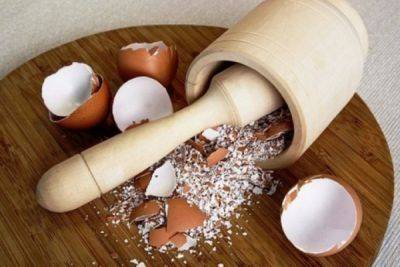 Не выбрасывайте скорлупу от яиц: как сделать простую подкормку для огурцов, помидоров и лука. Урожай удивит