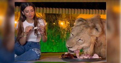 Ни капли страха: женщина поела из одной тарелки со львом (видео)