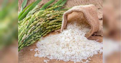 Не стоит есть при склонности к запорам и при неконтролируемом сахарном диабете: врач об употреблении риса