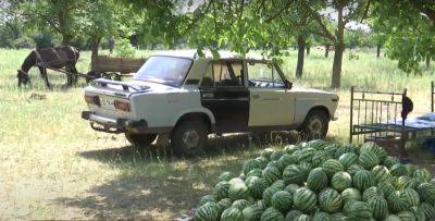 Цены на арбузы и дыни в Украине: чего ждать через две-три недели, прогноз эксперта