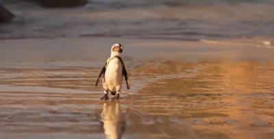 Это недобрый знак: на одно из известных южных побережий выбросило сразу тысячи пингвинов