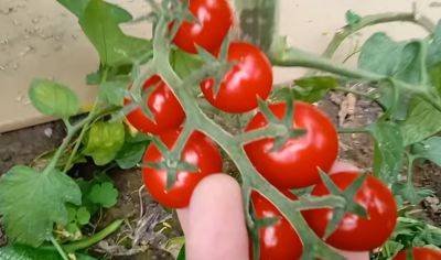 Урожай будет завидней, чем у соседей: как нужно подкормить помидоры в конце июля