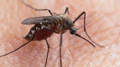 Врачи бьют тревогу: Израилю угрожает вспышка лихорадки денге
