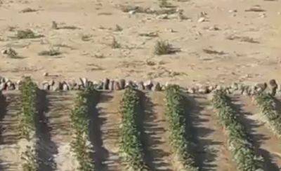Подрыв Каховской ГЭС – на дне водохранилища посадили картошку – видео