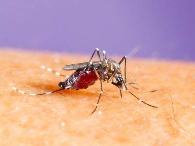 ВОЗ предупредил об угрозе пандемии лихорадки денге, в зоне риска – половина мира