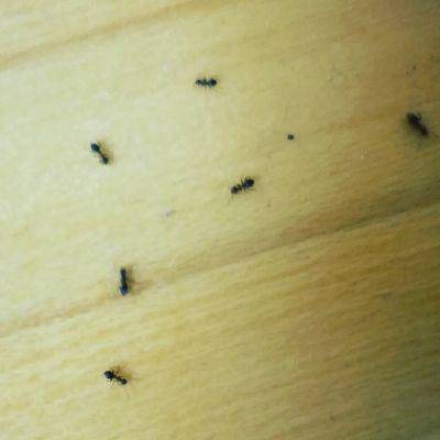 Нашествий больше не будет: как быстро избавиться от муравьев в доме