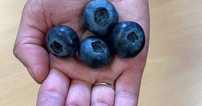 Голубика для Гулливера. Ученые разрабатывают новый сорт ягод — каждая в 3 раза больше обычной