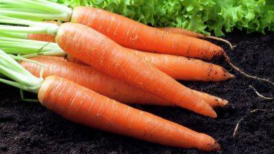 Чем подкормить морковь в июле – секреты опытных огородников