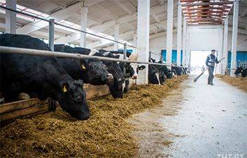 На ферме в Оршанском районе бык убил животновода