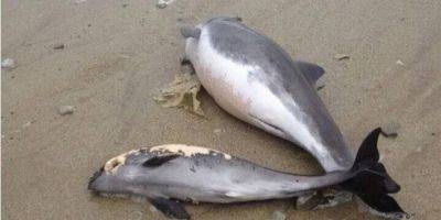 На берегах оккупированной Кирилловки находят все больше тел погибших дельфинов — СМИ