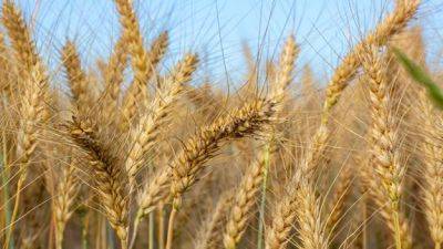 Цены на пшеницу выросли до пятимесячного максимума