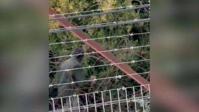 В сантиметрах от забора: боевики Хизбаллы патрулируют на границе с Израилем - видео
