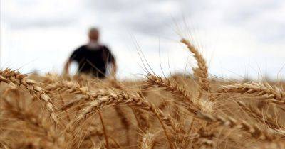 Россия спровоцировала резкое подорожание пшеницы после удара по порту Рени, — Bloomberg