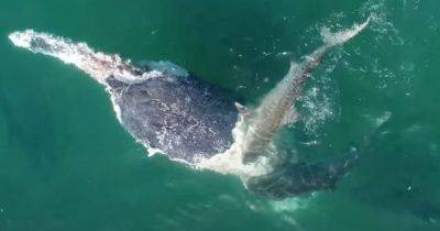 Кровавое пиршество. Ученые показали редкие кадры, как полсотни акул накинулись на кита (видео)