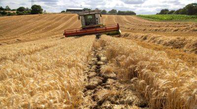 В ЕС сообщили о готовности экспортировать почти все украинское зерно